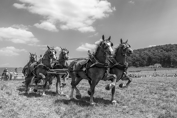 Six-Horse Hitch II