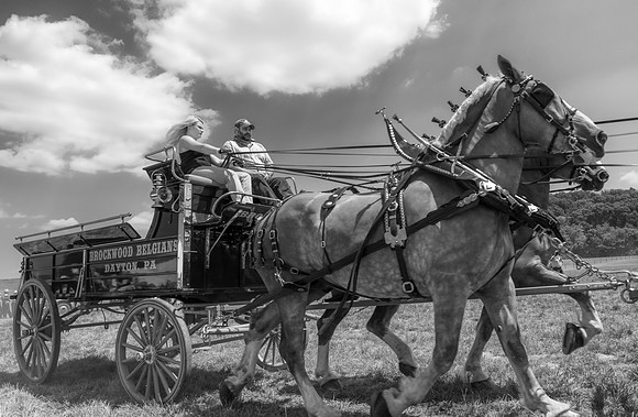 Six-Horse Hitch III