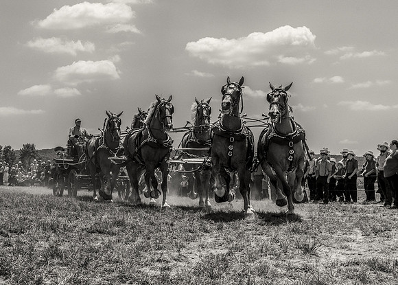 Six-Horse Hitch VI