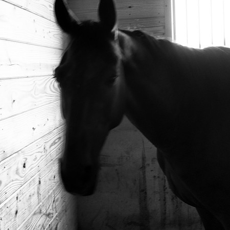 Driving Horse II