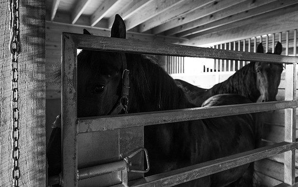 Driving Horses