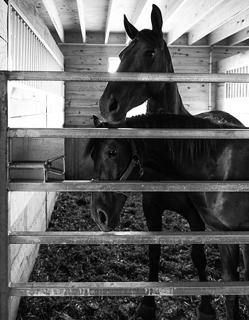 Driving Horses II