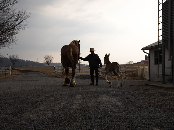 Horse Farm