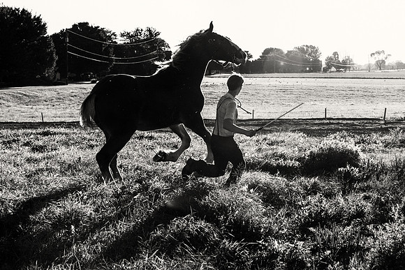 Equus II