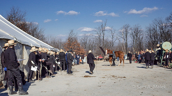 Horse Auction II
