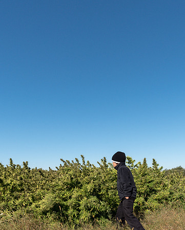Industrial Hemp Crop