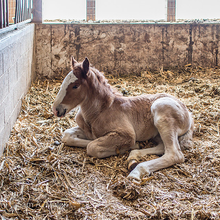 Belgian Draft Foal @ 4 Wks