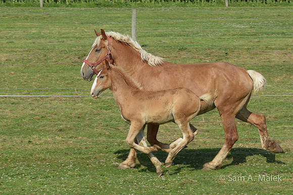 Belgian Draft Mare & Foal