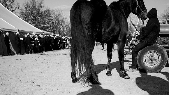 Horse Auction - The Nag