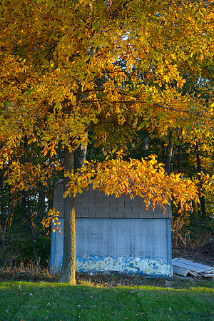 Amish Shed