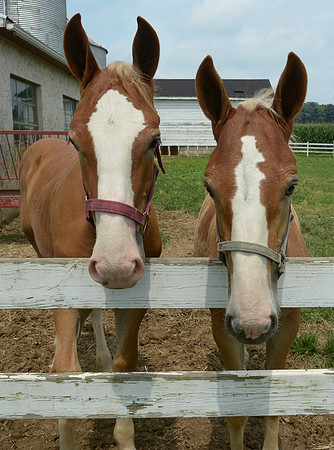 Belgian Draft Yearlings