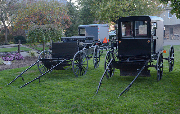 Buggy & Carriage