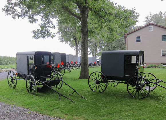Amish Buggies