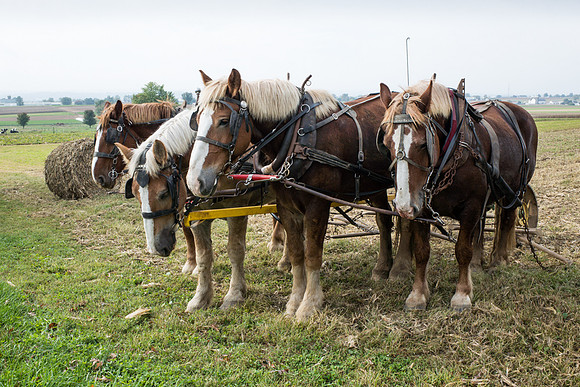 Belgian Draft Horse Team