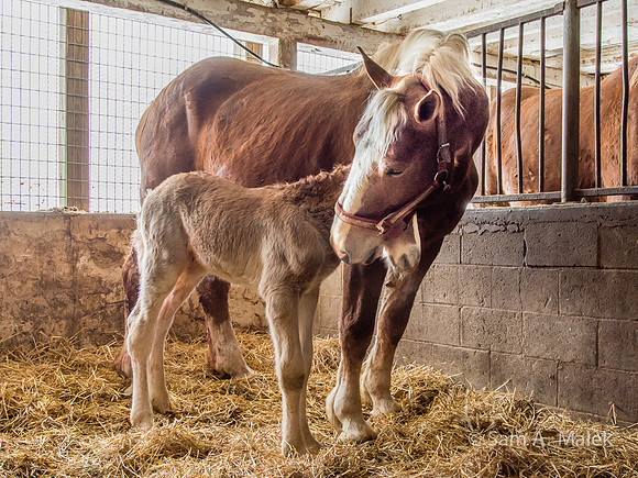 Foal @ 10 Hrs