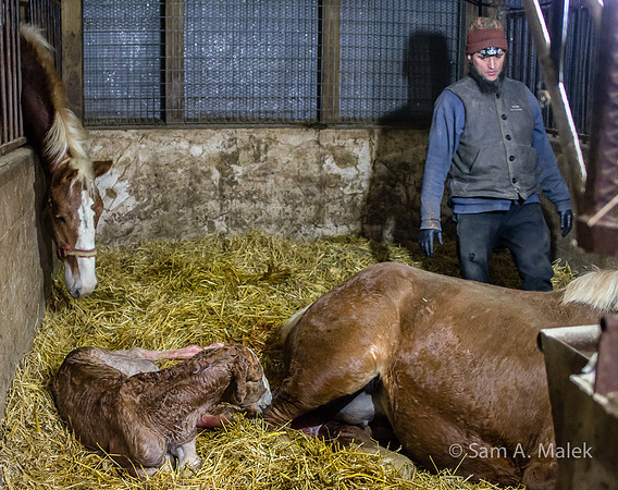 The Foaling - 3 a.m.