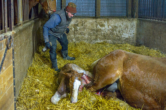 Foaling - Early Minutes II