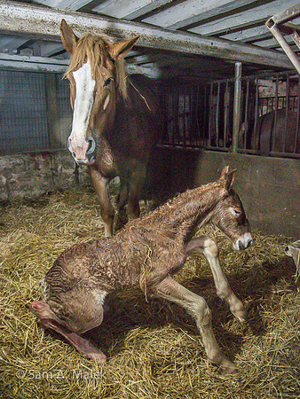 Foal @ 70 Mins