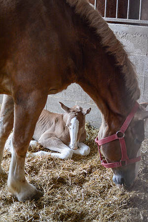 Belgian Draft Foal @ 48 Hrs