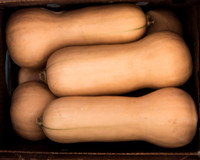 Butternut Squash
