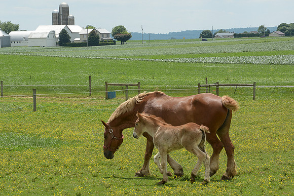 Belgian Draft Foal @ 2 Wks