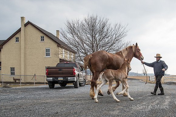 Two-Horsepower