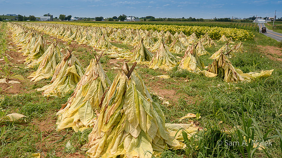 Tobacco Sun Drying