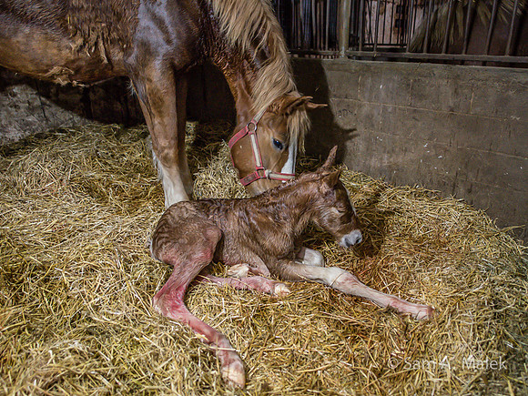 Foal @ 60 Mins
