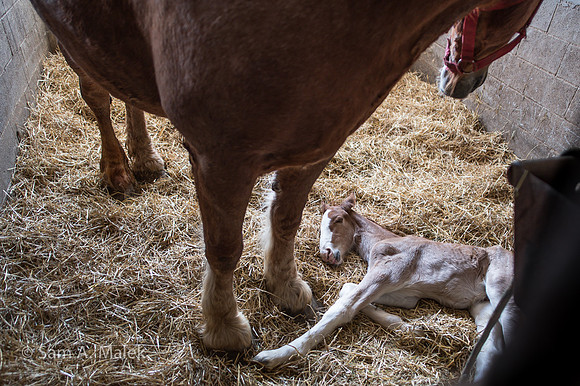 Belgian Draft Foal @ 40 Hrs