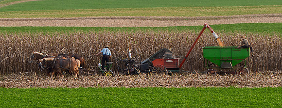 Corn Harvesting