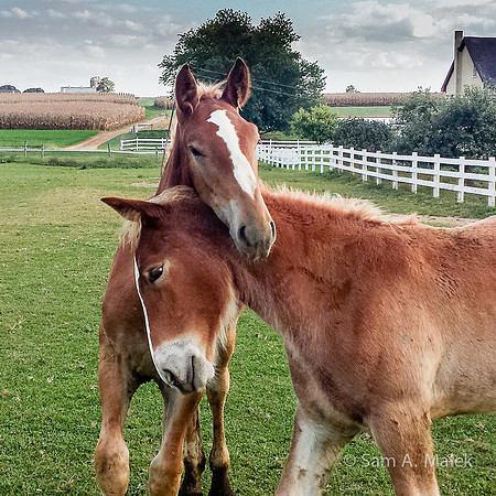 Belgian Draft Foals at Play