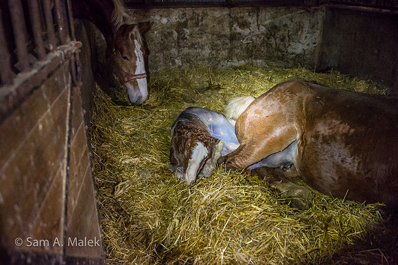 Foaling - Early Minutes