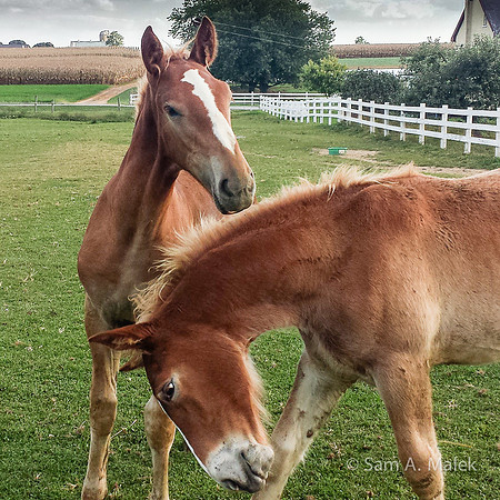 Belgian Draft Foals at Play