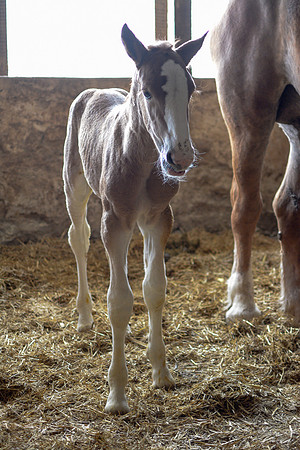 Belgian Draft Foal @ 48 Hrs II