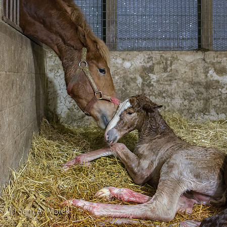 Foaling