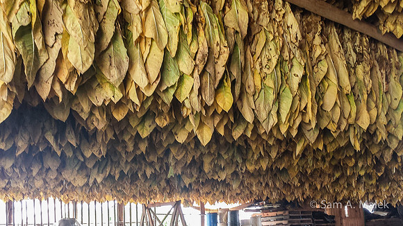 Tobacco-Drying Barn