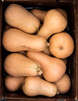 Baby Butternut Squash