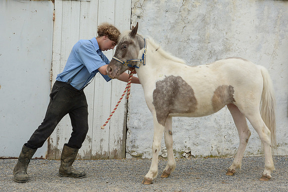Amish Boy & Pony