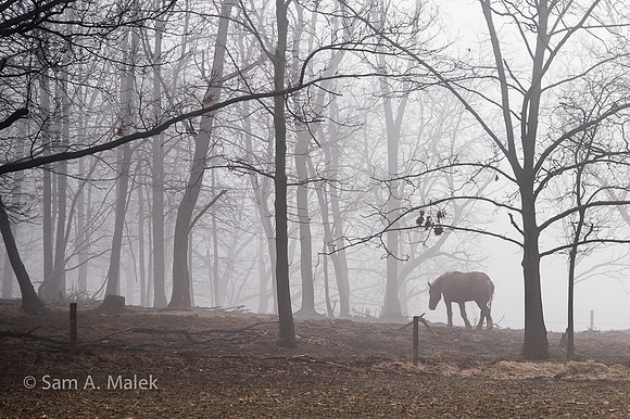 Wintering in the Woods
