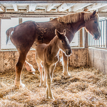 Foal @ 12 Hrs