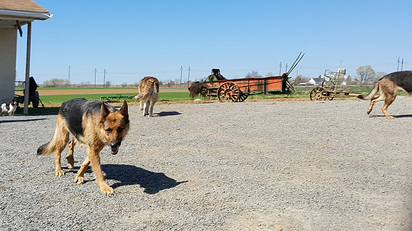 Barnyard Dogs