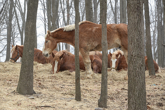 Belgian Draft Horses