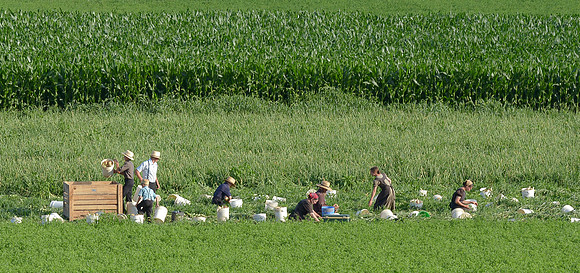 The Onion Pickers