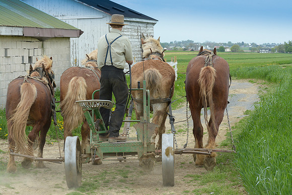 Amish Chariot