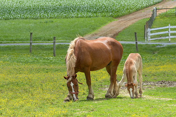 Belgian Draft Foal @ 2 Wks