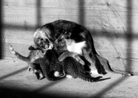 Barn Cats