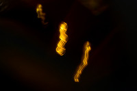 Seahorses