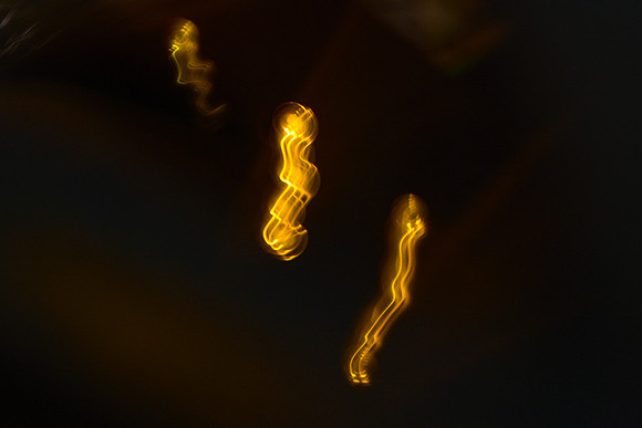 Seahorses