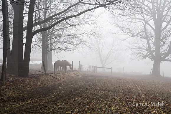 Horse Gate