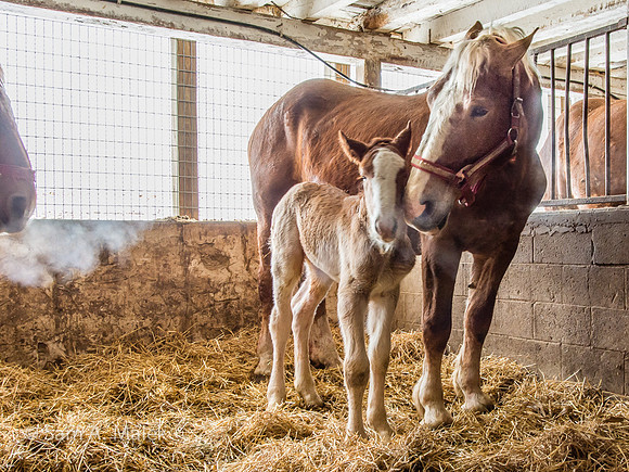 Foal 10 Hrs